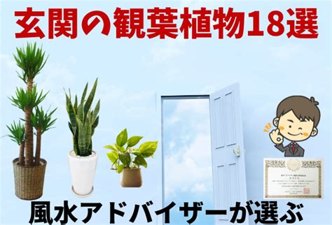 西 植物 風水|玄関に適した風水観葉植物を方角別にご紹介（南・南。